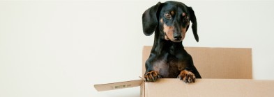 Th dog is my roomate ©erda-estremera-sxNt9g77PE0-unsplash