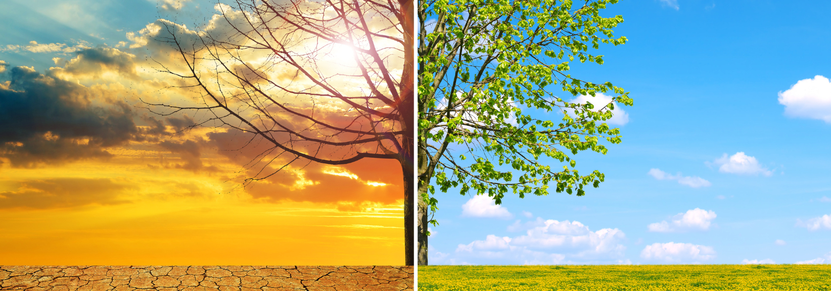 Arbres